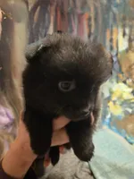 Female, a female Pomeranian for sale in Hart, MI – 1 of 1