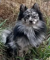 Merle girl , a female Pomeranian for sale in Shelby, MI – 2 of 5