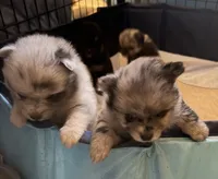 Merle girl , a female Pomeranian for sale in Shelby, MI – 4 of 5