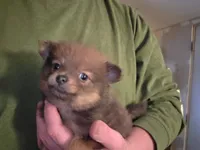 Female, a female Pomeranian for sale in Shelby, MI – 1 of 3