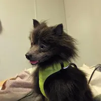 Scooby, a male Pomeranian for sale in Hart, MI – 2 of 2