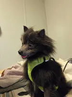 Scooby, a male Pomeranian for sale in Hart, MI – Photo 2 of 2