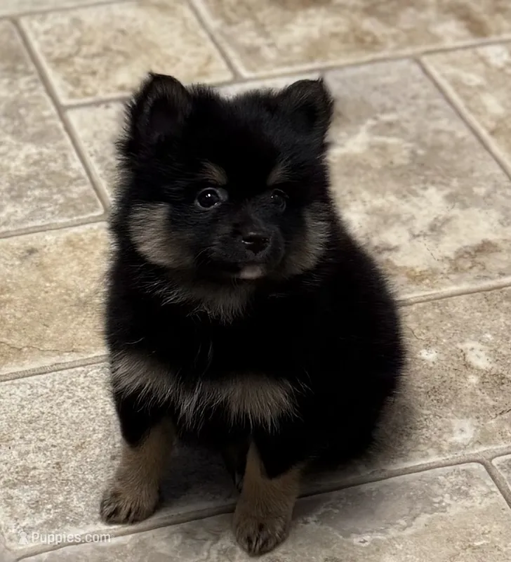 Black and tan boy – Pomeranian puppy for sale in Shelby, MI