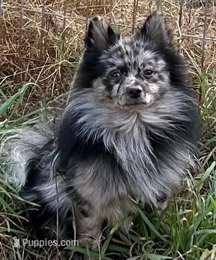 Merle male  – Pomeranian puppy for sale in Shelby, MI