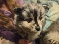 Merle, a male Pomeranian for sale in Hart, MI – 2 of 2