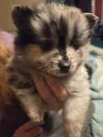 Merle, a male Pomeranian for sale in Hart, MI – 1 of 2