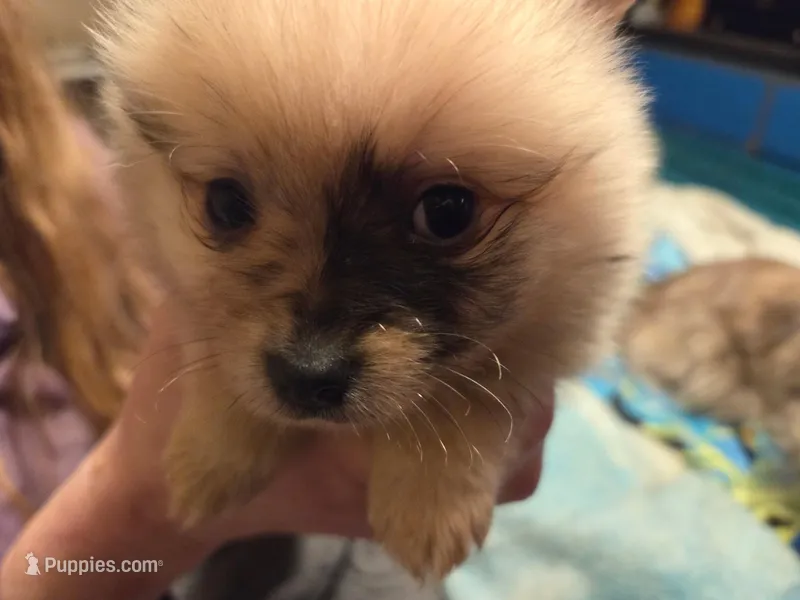 Willow & Blues pups, a male Pomeranian for sale in Hart, MI – 1 of 5