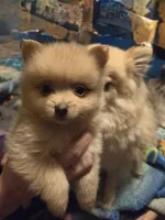 Willow & Blues pups, a male Pomeranian for sale in Hart, MI – 2 of 5