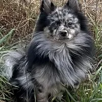 Willow & Blues pups, a male Pomeranian for sale in Hart, MI – 5 of 5