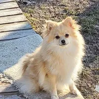 Willow & Blues pups, a male Pomeranian for sale in Hart, MI – 4 of 5