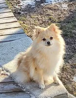 Willow & Blues pups, a  Pomeranian for sale in Hart, MI – Photo 1 of 2