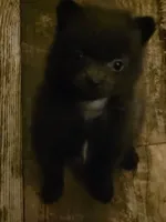 Female, a female Pomeranian for sale in Shelby, MI – 3 of 3