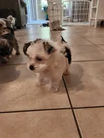 Patch, a male Morkie for sale in Port St. Lucie, FL – 1 of 9