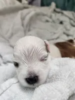 Sadie, a female Morkie for sale in Port St. Lucie, FL – 2 of 8