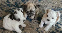 Patch, a male Morkie for sale in Port St. Lucie, FL – 4 of 9