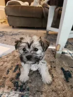 Sadie, a female Morkie for sale in Port St. Lucie, FL – 1 of 7