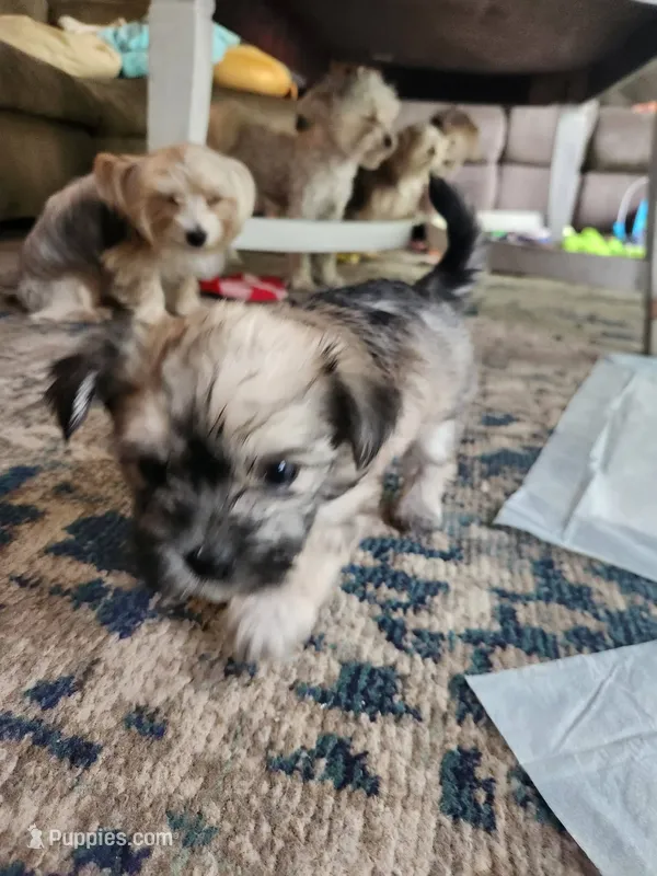 Sadie – Morkie puppy for sale in Port St. Lucie, FL