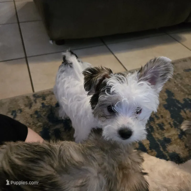 Patch – Morkie puppy for sale in Port Saint Lucie, FL