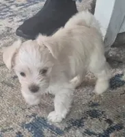 Snowball, a male Morkie for sale in Port St. Lucie, FL – 4 of 5