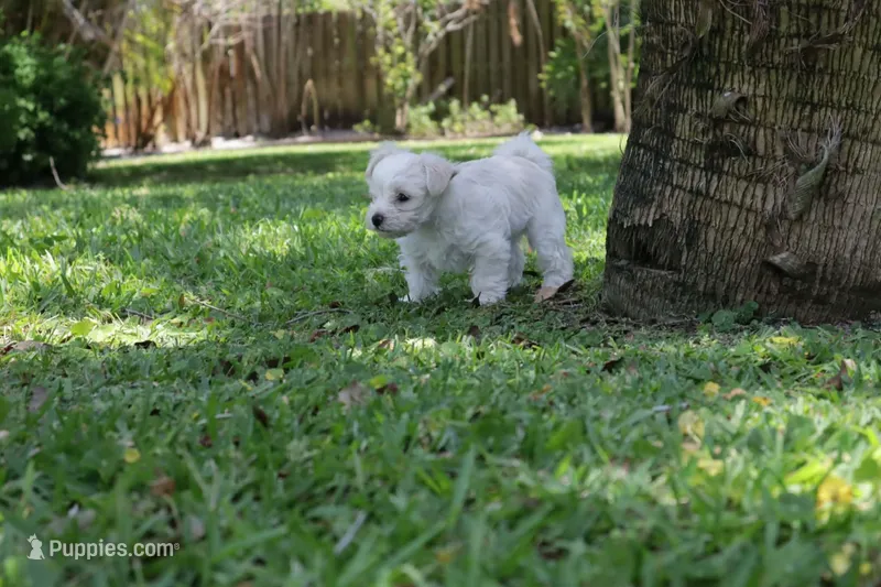 Snowball – Morkie puppy for sale in Port St. Lucie, FL