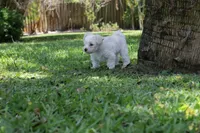 Snowball, a male Morkie for sale in Port St. Lucie, FL – 1 of 5