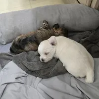 Snowball, a male Morkie for sale in Port St. Lucie, FL – 5 of 5