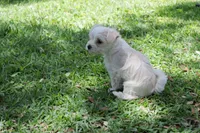 Snowball, a male Morkie for sale in Port St. Lucie, FL – 3 of 5