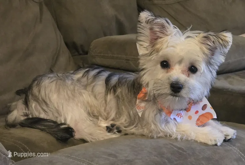 Sadie – Morkie puppy for sale in Port Saint Lucie, FL