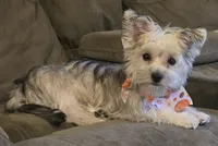 Sadie, a female Morkie for sale in Port Saint Lucie, FL – 2 of 10