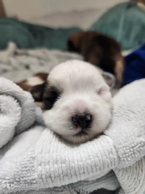 Jersey – Morkie puppy for sale in Port St. Lucie, FL