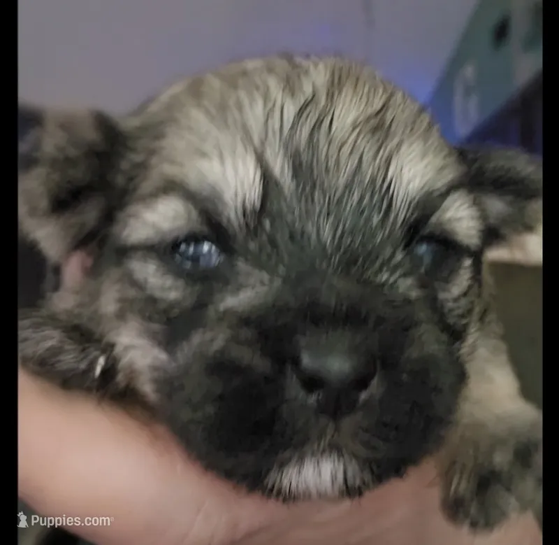 Sadie – Morkie puppy for sale in Port St. Lucie, FL