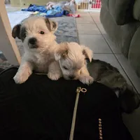 Patch, a male Morkie for sale in Port St. Lucie, FL – 2 of 9