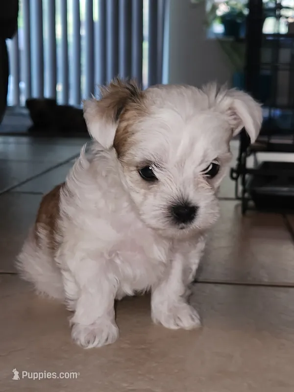 Waffles – Morkie puppy for sale in Port St. Lucie, FL