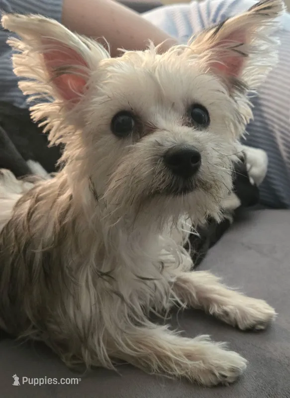 Sadie – Morkie puppy for sale in Port Saint Lucie, FL