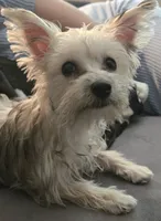 Sadie, a female Morkie for sale in Port Saint Lucie, FL – 1 of 10