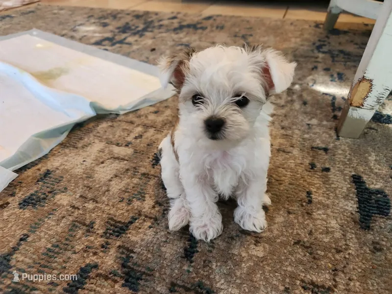 Waffles – Morkie puppy for sale in Port St. Lucie, FL