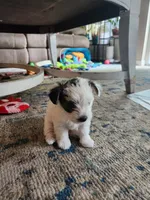 Patch, a male Morkie for sale in Port St. Lucie, FL – 5 of 9