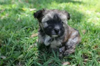 Coco, a female Morkie for sale in Port St. Lucie, FL – 3 of 5