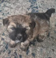 Coco, a female Morkie for sale in Port St. Lucie, FL – 4 of 5