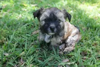 Coco, a female Morkie for sale in Port St. Lucie, FL – 2 of 5