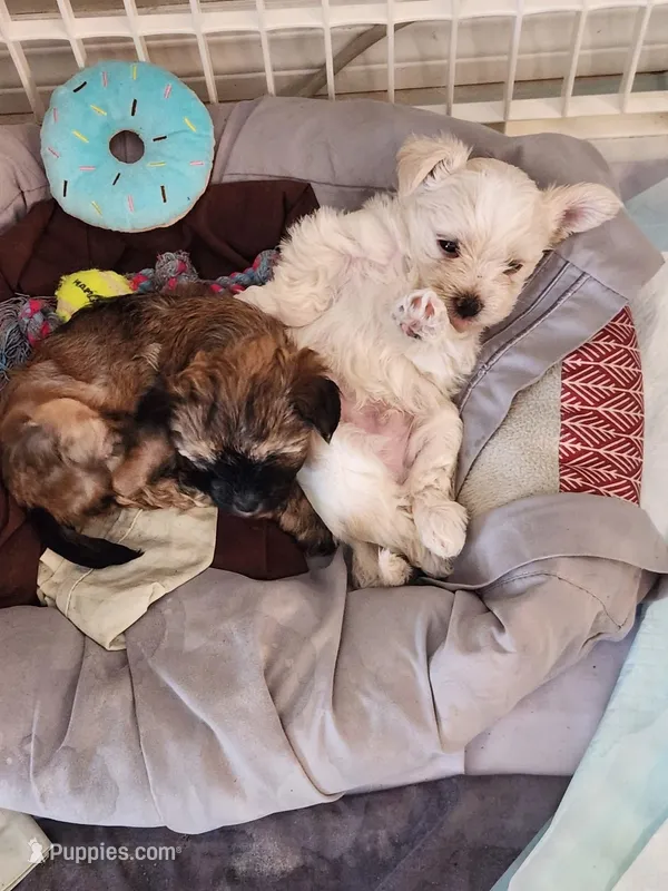 Coco – Morkie puppy on hold in Port St. Lucie, FL