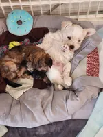 Coco, a female Morkie for sale in Port St. Lucie, FL – 1 of 5