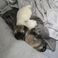Coco, a female Morkie for sale in Port St. Lucie, FL – 5 of 5