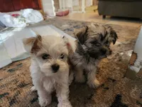 Sadie, a female Morkie for sale in Port St. Lucie, FL – 2 of 7