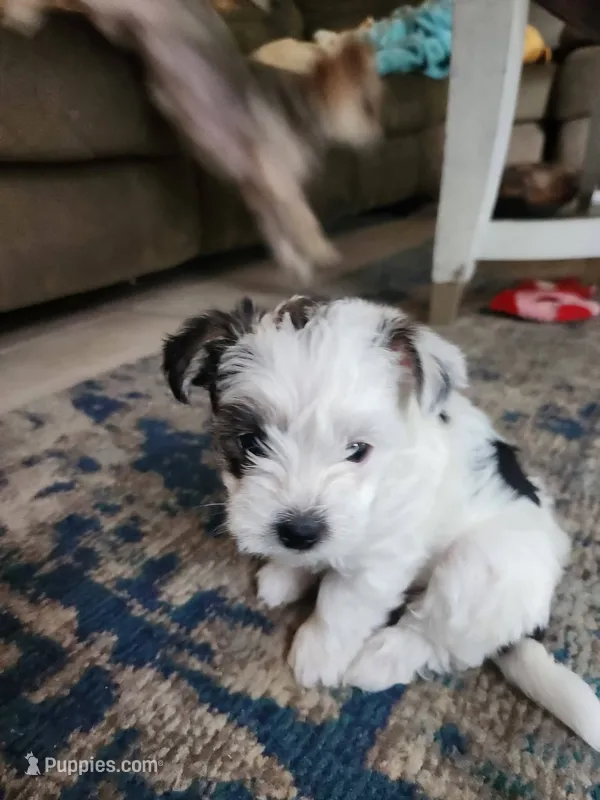 Jersey – Morkie puppy for sale in Port St. Lucie, FL