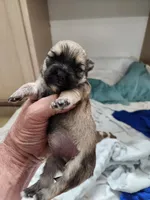 Sadie, a female Morkie for sale in Port St. Lucie, FL – 6 of 8
