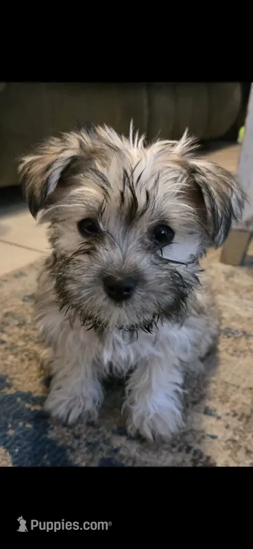 Sadie – Morkie puppy for sale in Port Saint Lucie, FL