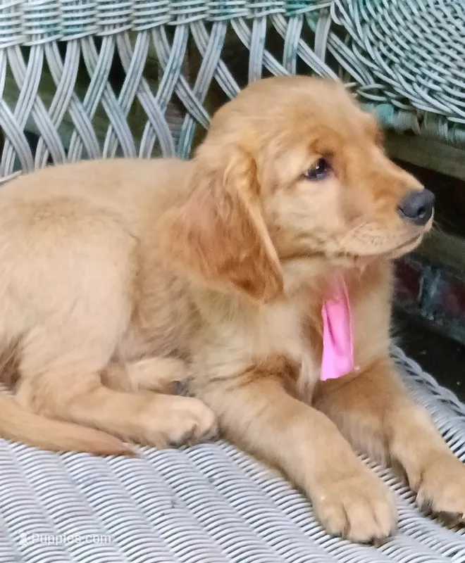 Grace – Golden Retriever puppy for sale in Nordland, WA