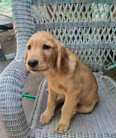 Pete, a male Golden Retriever for sale in Nordland, WA – 3 of 6