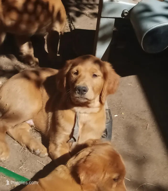 Pete – Golden Retriever puppy for sale in Nordland, WA